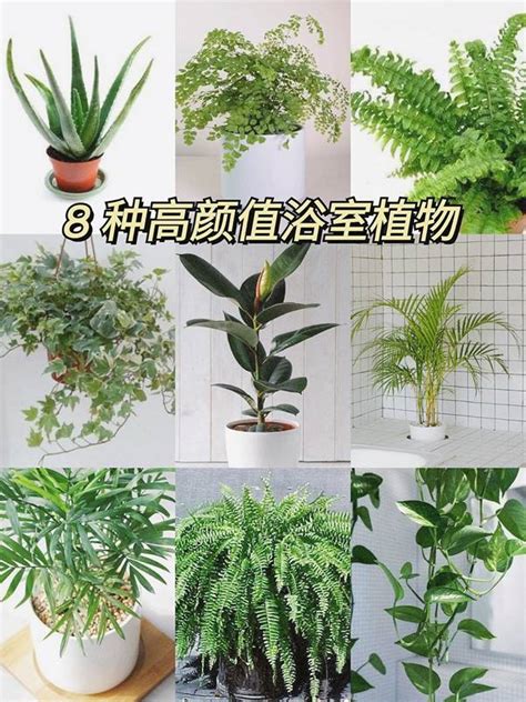 適合放廁所的植物|廁所可以放植物嗎？適合放在浴室、廁所的植物推薦